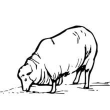 Coloriage Mouton broutant la tête baissée