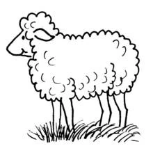 Coloriage Mouton debout dans l'herbe