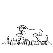 Coloriage Mouton entouré de ses deux agneaux