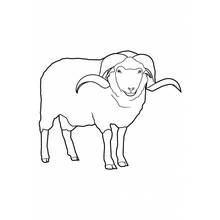 Coloriage Mouton debout aux cornes enroulées