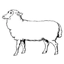 Coloriage Mouton debout de profil