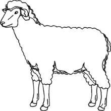 Coloriage Mouton debout de profil