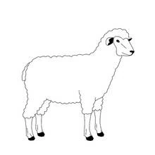 Coloriage Mouton debout de profil