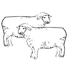 Coloriage Mouton et son compagnon côte à côte