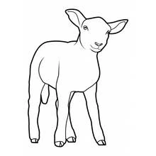 Coloriage Mouton debout regardant sur le côté