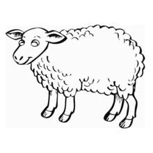 Coloriage Mouton debout à la laine bouclée