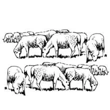 Coloriage Mouton en troupeau broutant dans un pré