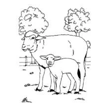 Coloriage Mouton et son agneau dans le pré