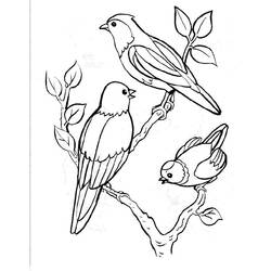 Coloriage Trois oiseaux perchés sur des branches