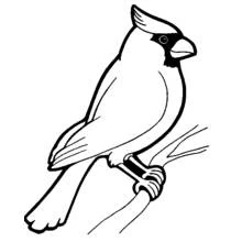 Coloriage Cardinal perché sur une branche
