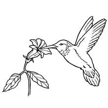 Coloriage Oiseau exotique butinant une fleur