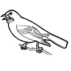 Coloriage Oiseau perché sur une branche bec ouvert