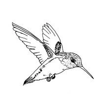 Coloriage Oiseau-mouche en plein vol
