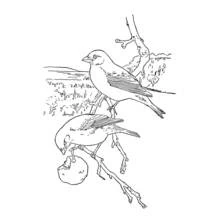 Coloriage Oiseaux perchés sur des branches avec paysage