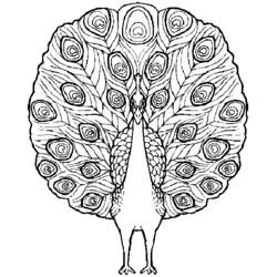 Coloriage Paon en roue avec plumage déployé