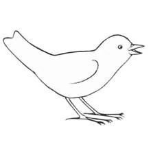 Coloriage Oiseau chantant le bec ouvert