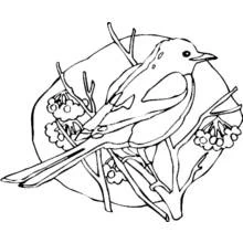 Coloriage Pie perchée sur une branche avec des baies