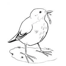 Coloriage Oiseau tenant un ver dans son bec