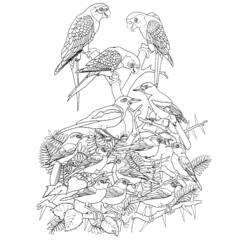 Coloriage Grand groupe d'oiseaux réunis sur des branches