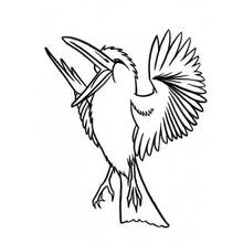 Coloriage Oiseau martin-pêcheur ailes déployées