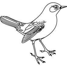 Coloriage Oiseau debout avec les plumes de la queue déployées