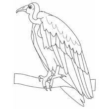 Coloriage Vautour perché sur une branche