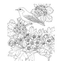 Coloriage Oiseau perché parmi les branches fleuries