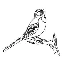 Coloriage Petit oiseau à longue queue qui chante