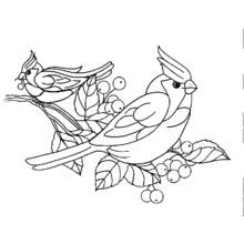 Coloriage Deux oiseaux cardinaux sur une branche de baies