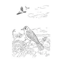 Coloriage Oiseau perché près de son nid avec des œufs