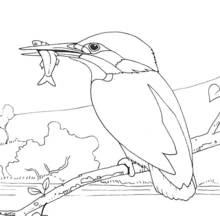 Coloriage Martin-pêcheur sur une branche au-dessus d'une rivière