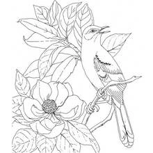 Coloriage Oiseau chantant sur une branche de magnolia