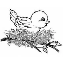 Coloriage Oiseau installé dans son nid