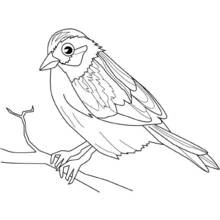 Coloriage Moineau perché sur une branche