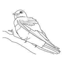 Coloriage Petit oiseau rond à longue queue