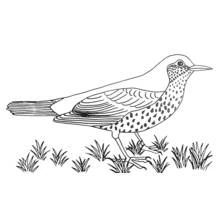 Coloriage Grive draine marchant dans l'herbe