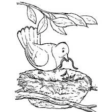 Coloriage Oiseau donnant un ver à ses oisillons dans le nid