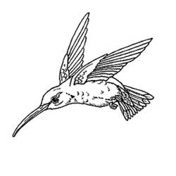 Coloriage Colibri aux ailes levées et queue en éventail