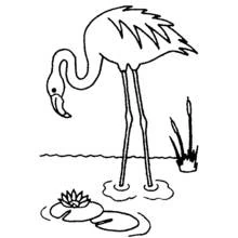 Coloriage Flamant aux roseaux et nénuphar