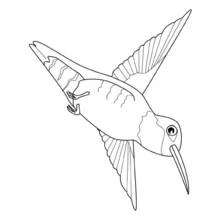 Coloriage Oiseau colibri en plein vol