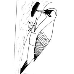 Coloriage Oiseau pic vert grimpant sur un tronc