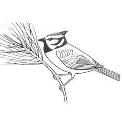 Coloriage Mésange huppée sur une branche de pin