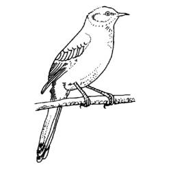 Coloriage Oiseau moqueur perché sur une branche