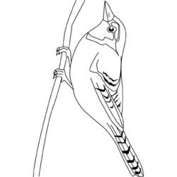 Coloriage Oiseau perché sur une fine branche