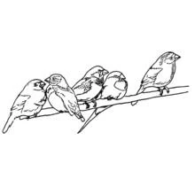Coloriage Oiseaux alignés sur une branche
