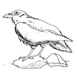Coloriage Oiseau corbeau perché sur des rochers