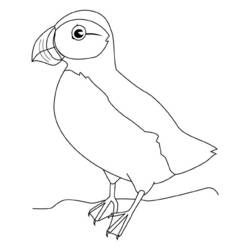 Coloriage Oiseaux : macareux perché sur une branche