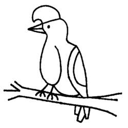 Coloriage Oiseau parapluie perché sur une branche