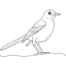 Coloriage Oiseau sur une branche courbée, tête tournée