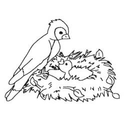 Coloriage Oiseau nourrissant son oisillon dans le nid